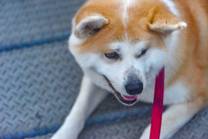 展望台に秋田犬がきました