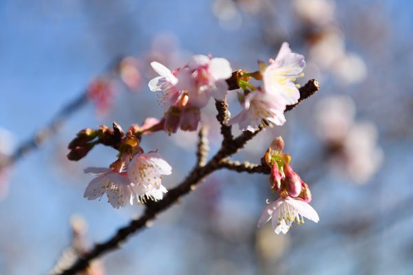 興津桜咲く