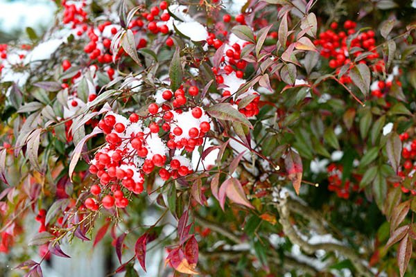 雪は津々と降り積もります