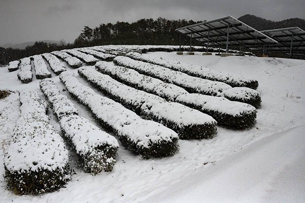 雪の茶畑です