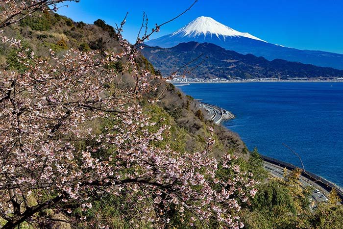 薩埵峠と興津桜と富士山