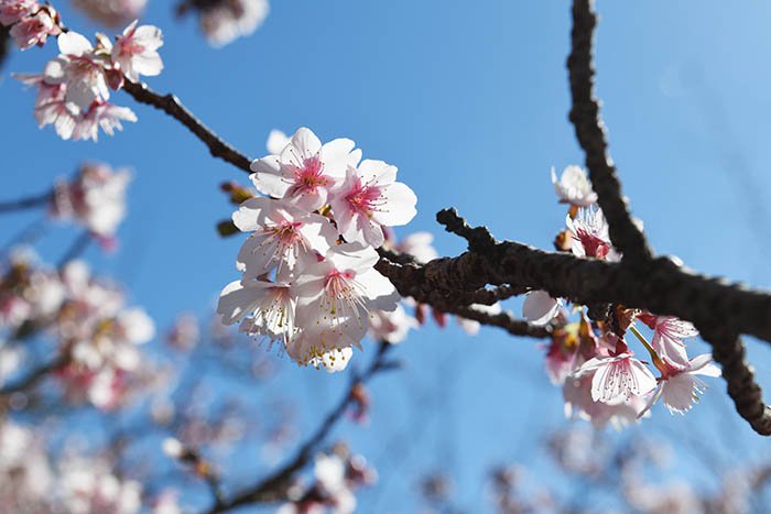 興津桜