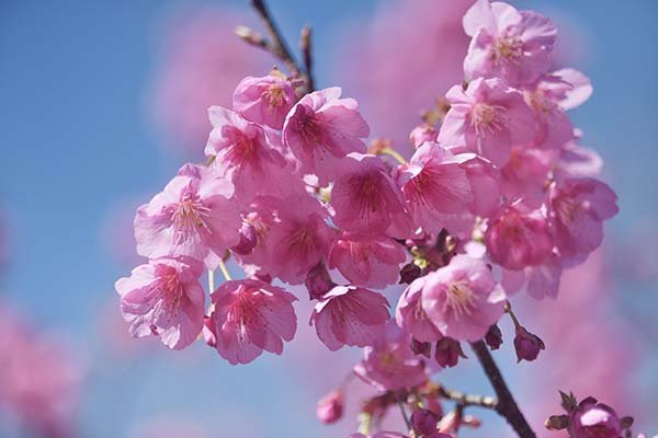 土肥桜は１月に咲く