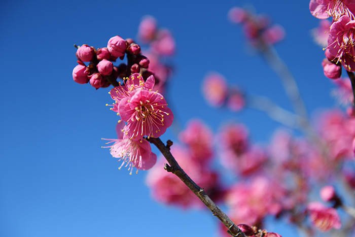 紅梅と青空