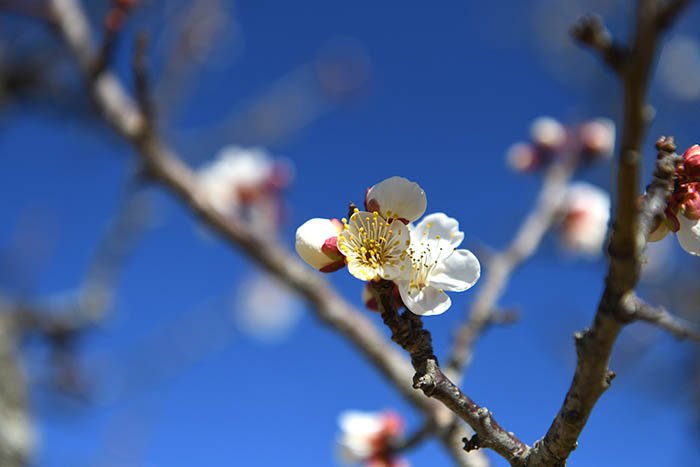 白梅の開花