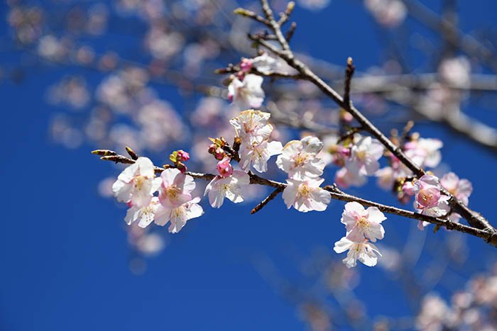 桜の咲いている場所を見つけました