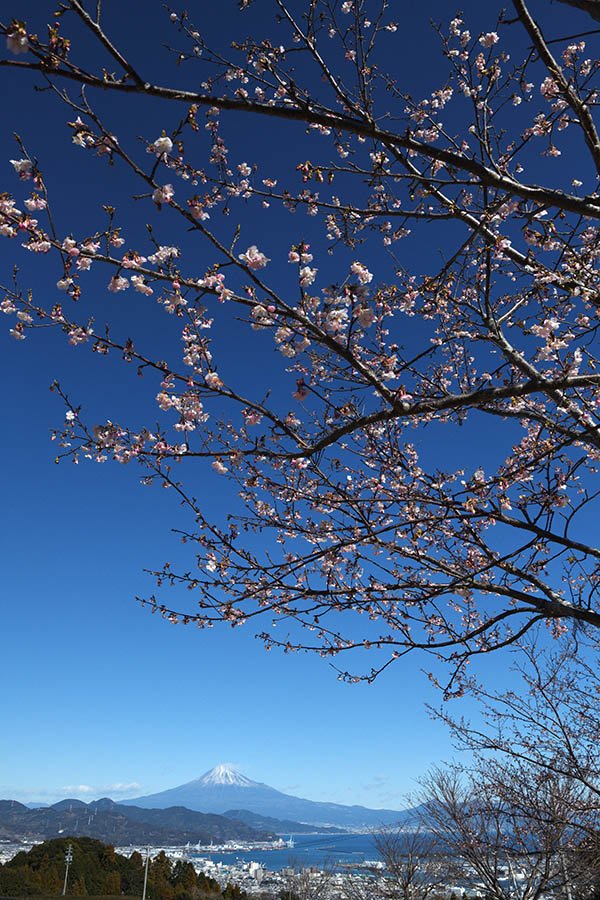 桜と富士山