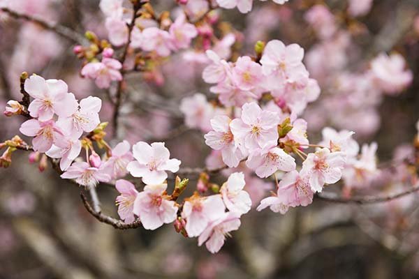 河津桜