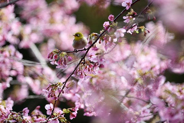 桜に憩う