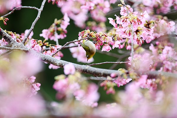 桜の木の曲芸師