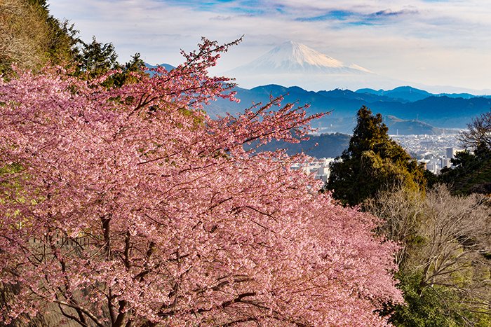 河津桜越しの富士山