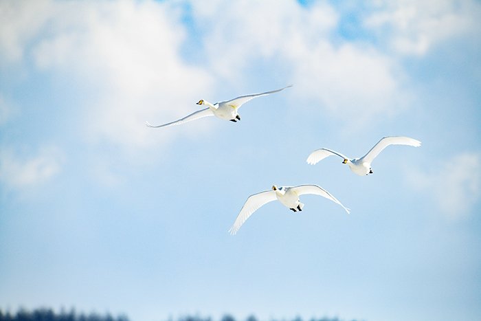 青空を舞うオオハクチョウ