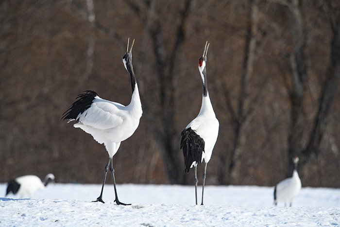 タンチョウの鳴きかわし