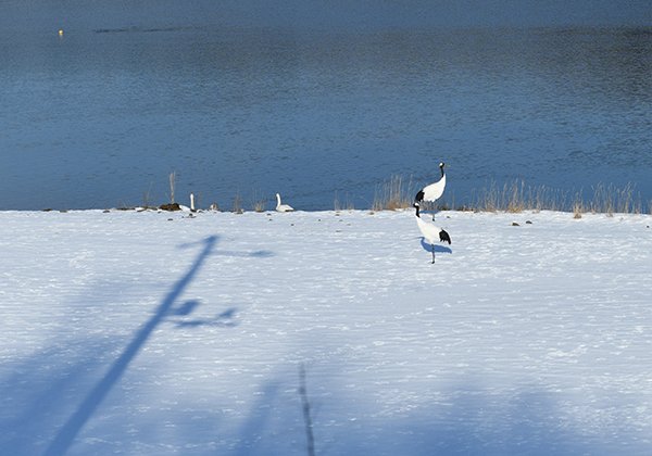 火散布（ひちりっぷ）漁港のタンチョウとオオハクチョウ