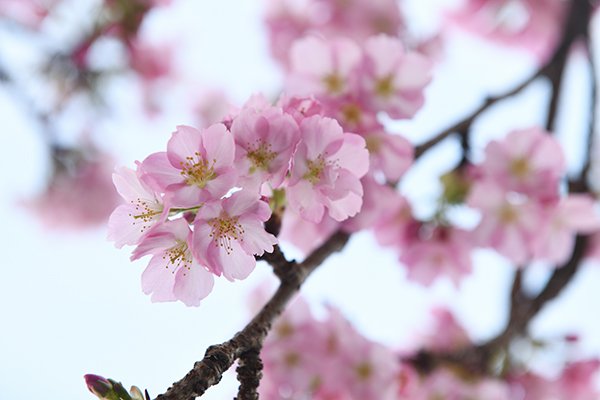 午後のエピ桜