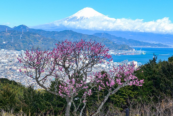 紅梅咲く