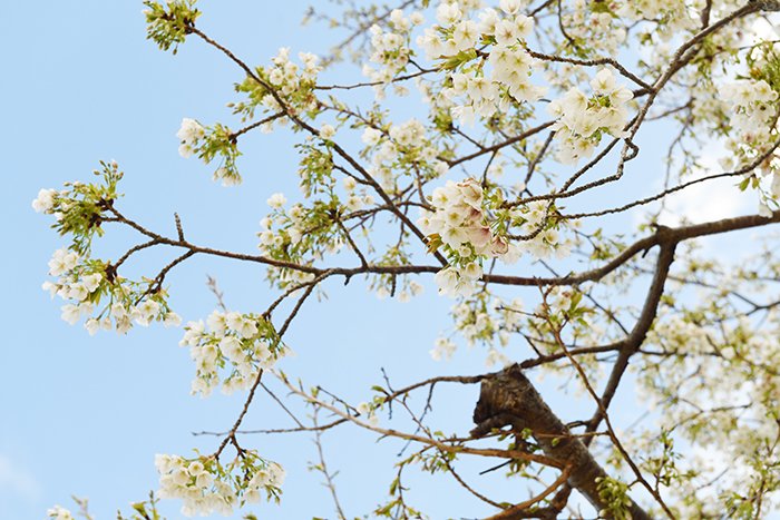 山桜