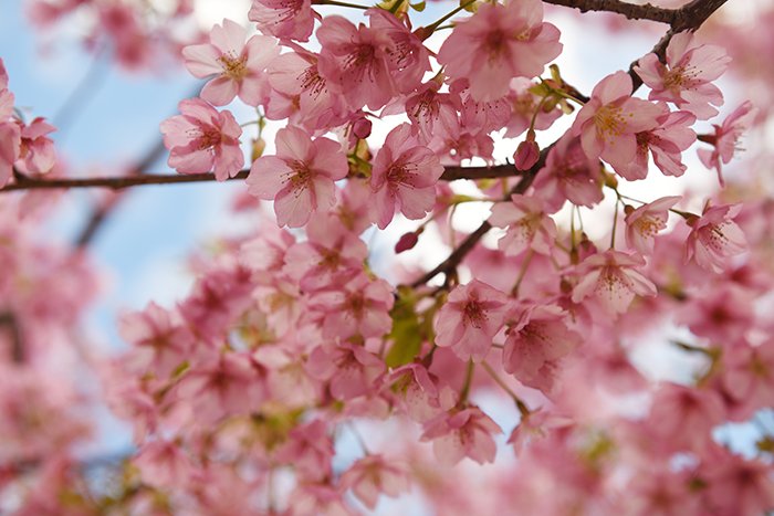 河津桜も撮ってきました