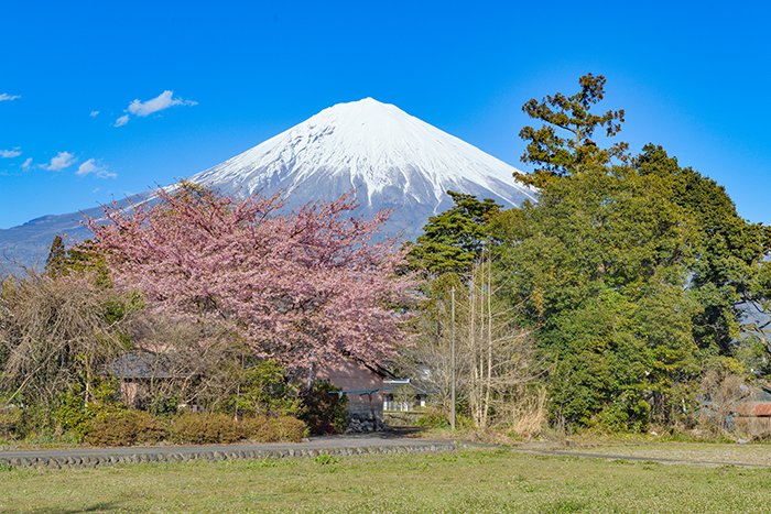 里山の河津桜