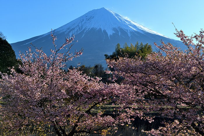 河津桜と早朝の富士山