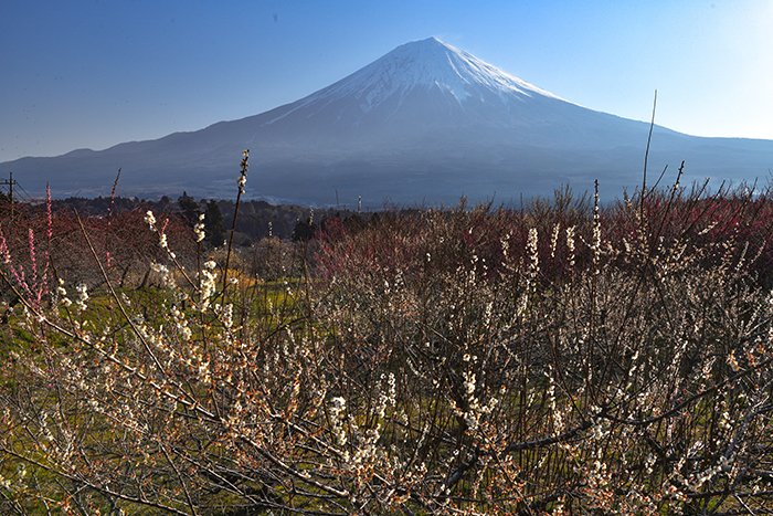 梅園の朝