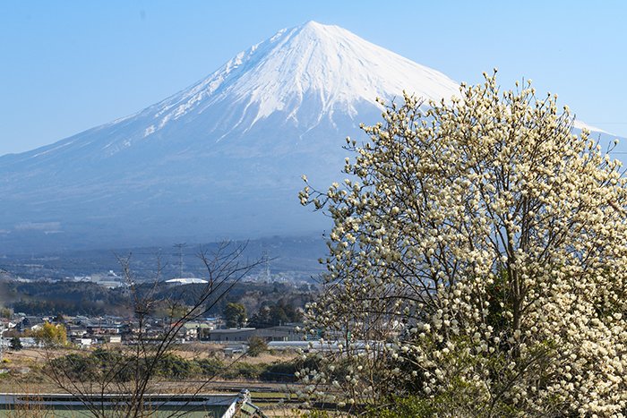 ハクモクレンと富士山