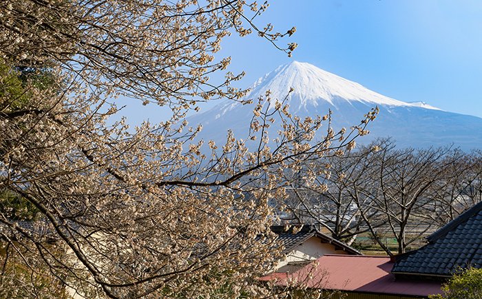 桜咲く