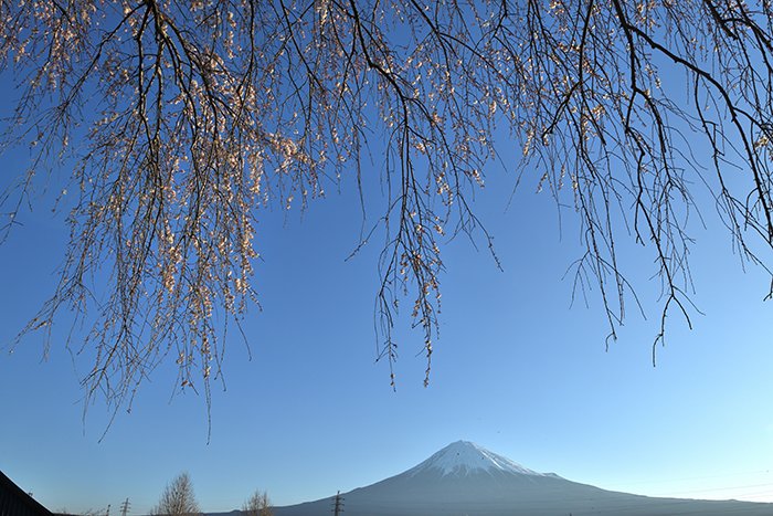 しだれ桜と富士山