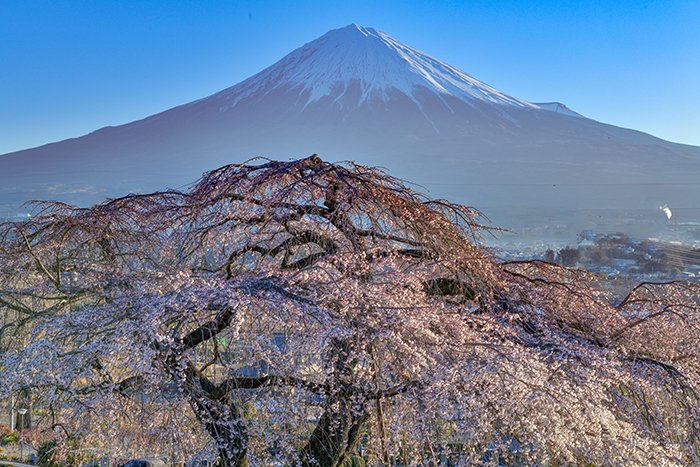 桜の傘越しの富士山