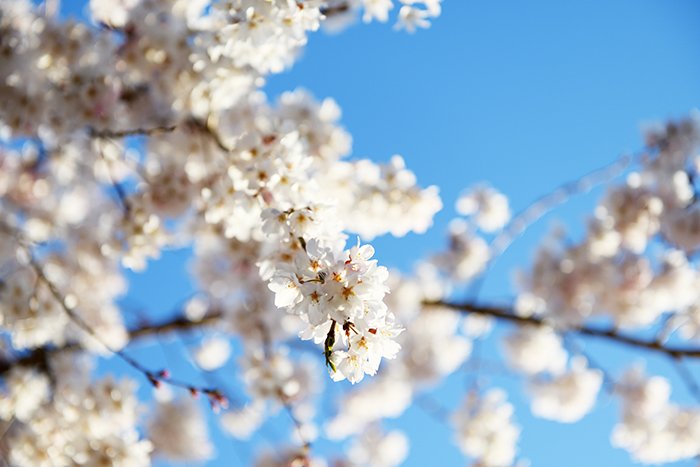 青空と桜花