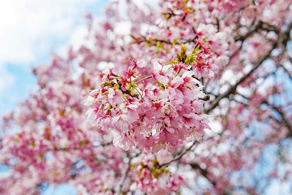 三聖園の桜