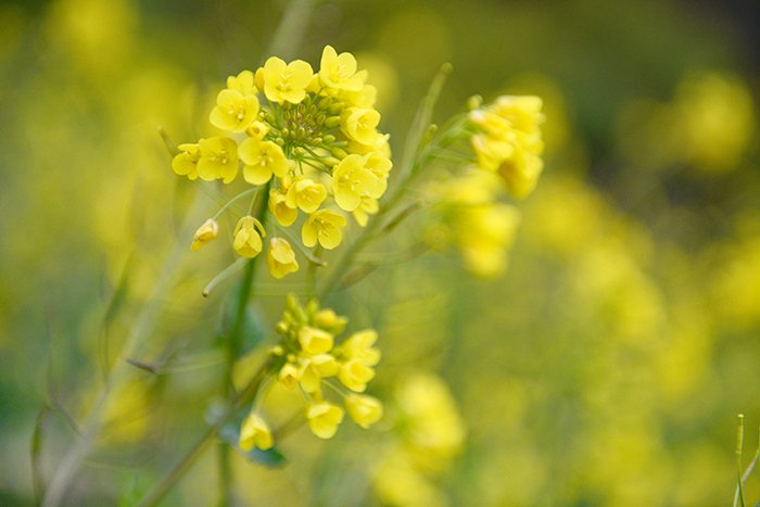 菜の花