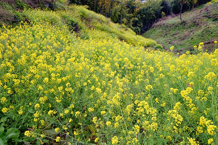 菜の花の谷