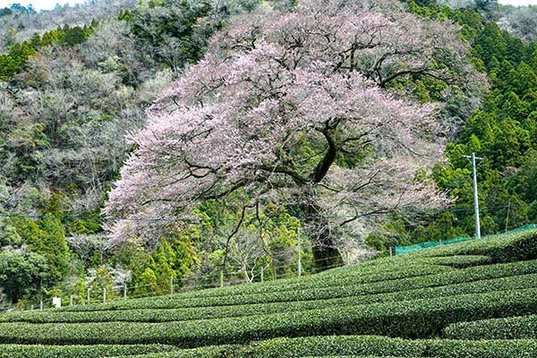 水目桜