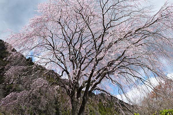 道中の桜の巨木