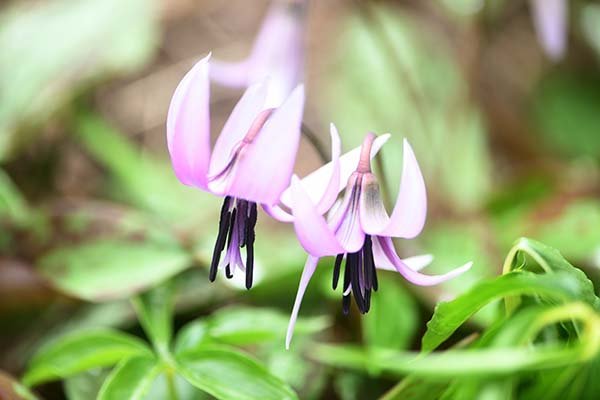 カタクリの花