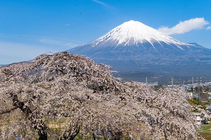 花房、傘のごとく