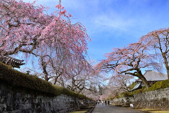 桜満開の大石寺境内
