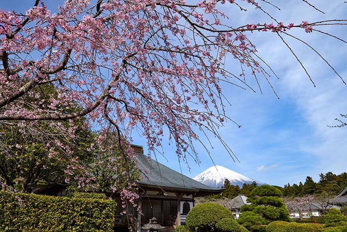 大石寺から望む桜と富士山