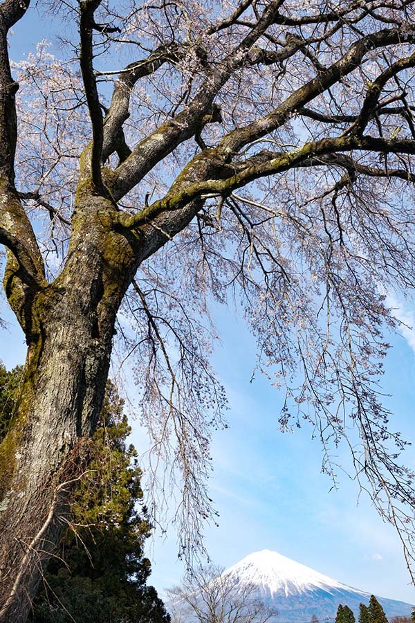 豪快で繊細なしだれ桜