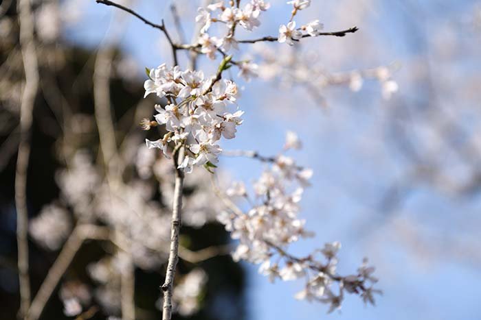 しだれ桜の花房