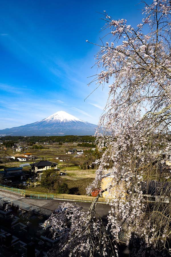 法正寺のしだれ桜