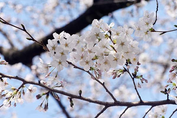 駿府城公園周辺の桜