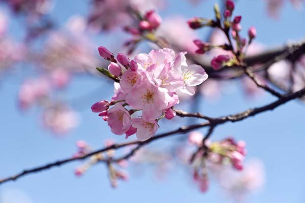 早咲きの陽光桜