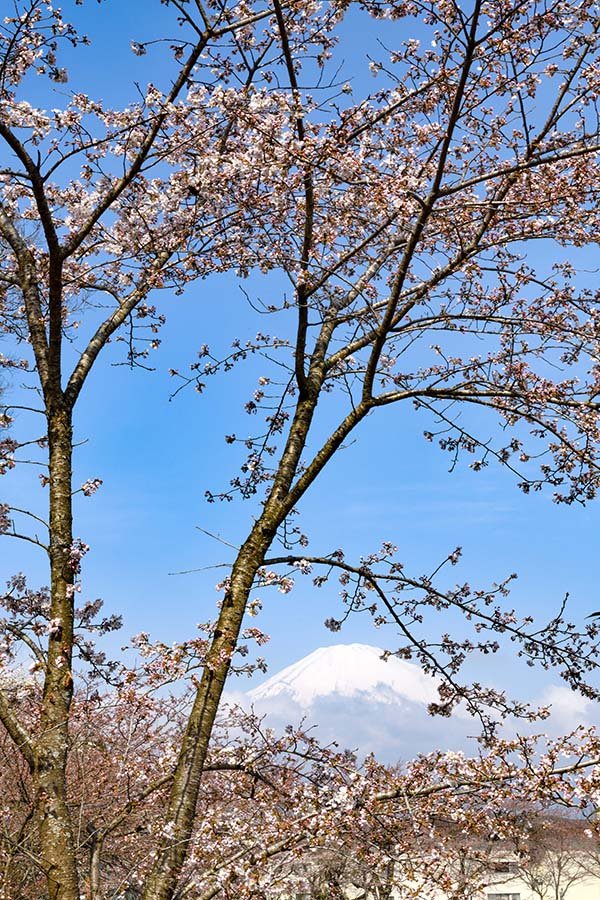 東郷湖の桜と富士山