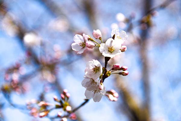 東山湖開花