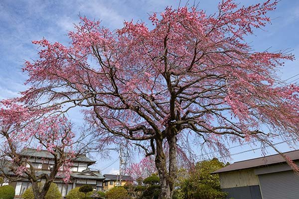 鮮やかな紅の桜