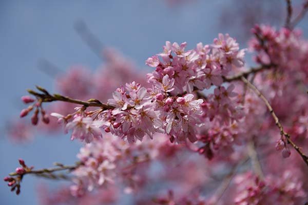 おかめ桜の艶姿