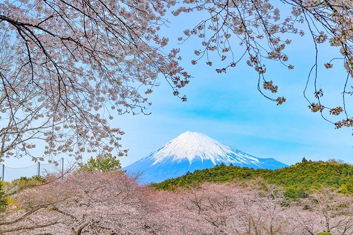 桜の窓からの富士山