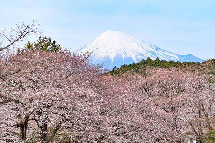 桜から浮かび上がる富士山